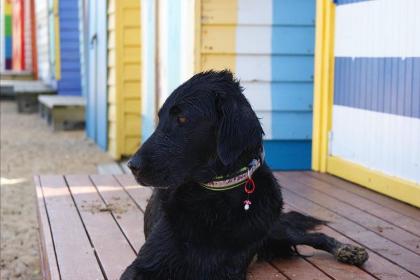 Hundehalsband "Joey" und "Nana" nähen, Kreativ-Ebook