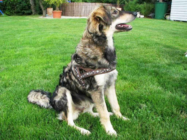 Hundegeschirr nähen, Kreativ-Ebook