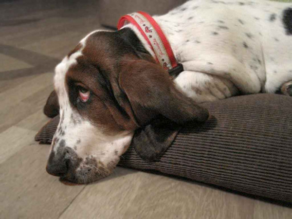 Verstellbares Hundehalsband nähen - Anleitung "Joey" von Bold as Brass