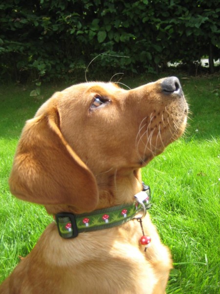 Hundehalsband "Joey" und "Nana" nähen, Kreativ-Ebook