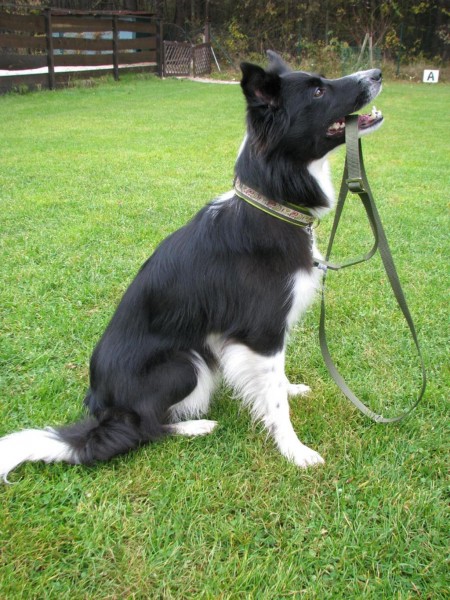 Hundehalsband "Joey" und "Nana" nähen, Kreativ-Ebook