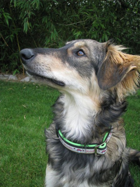 Hundehalsband "Joey" und "Nana" nähen, Kreativ-Ebook