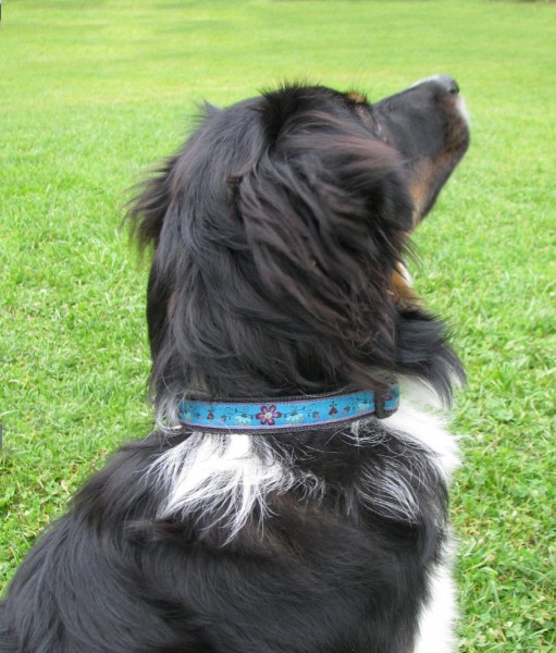 Hundehalsband "Joey" und "Nana" nähen, Kreativ-Ebook