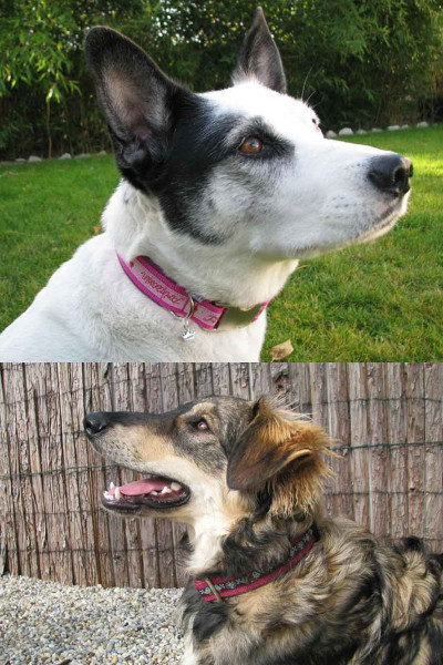 Halsband für große Hunde nähen