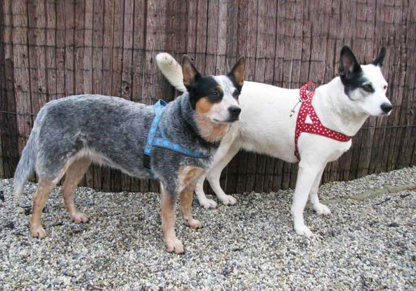 Hundegeschirr nähen, Kreativ-Ebook