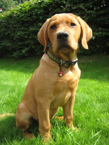 Hundehalsband Nähanleitung "Nana" Bold as brass