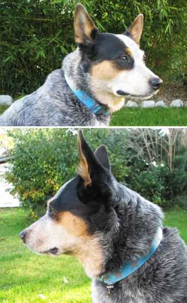 Wie nähe ich ein Hundehalsband? Schritt-für-Schnritt-Fotoanleitung zum Selbermachen