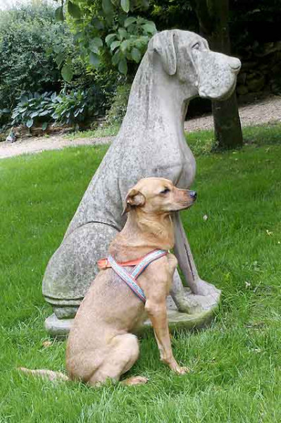 Hundegeschirr nähen - Für alle Größen und Rassen