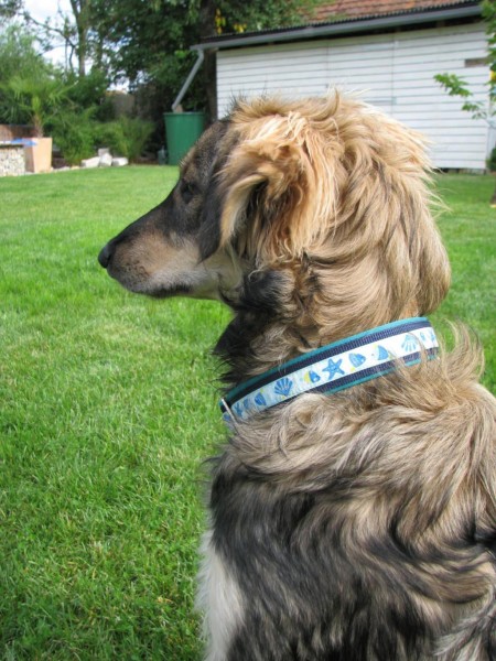 Hundehalsband "Joey" und "Nana" nähen, Kreativ-Ebook