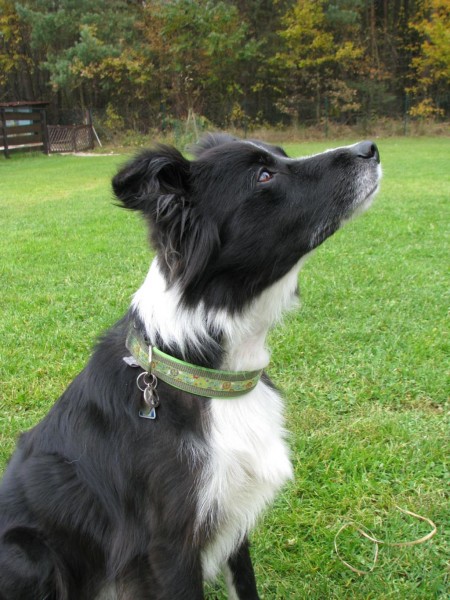 Hundehalsband "Joey" und "Nana" nähen, Kreativ-Ebook